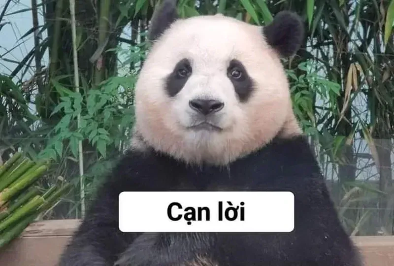 100+ ảnh meme gấu trúc hài hước, đáng yêu · ảnh 1