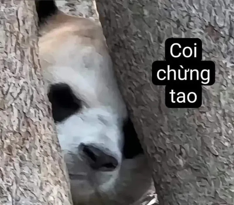 100+ ảnh meme gấu trúc hài hước, đáng yêu · ảnh 2