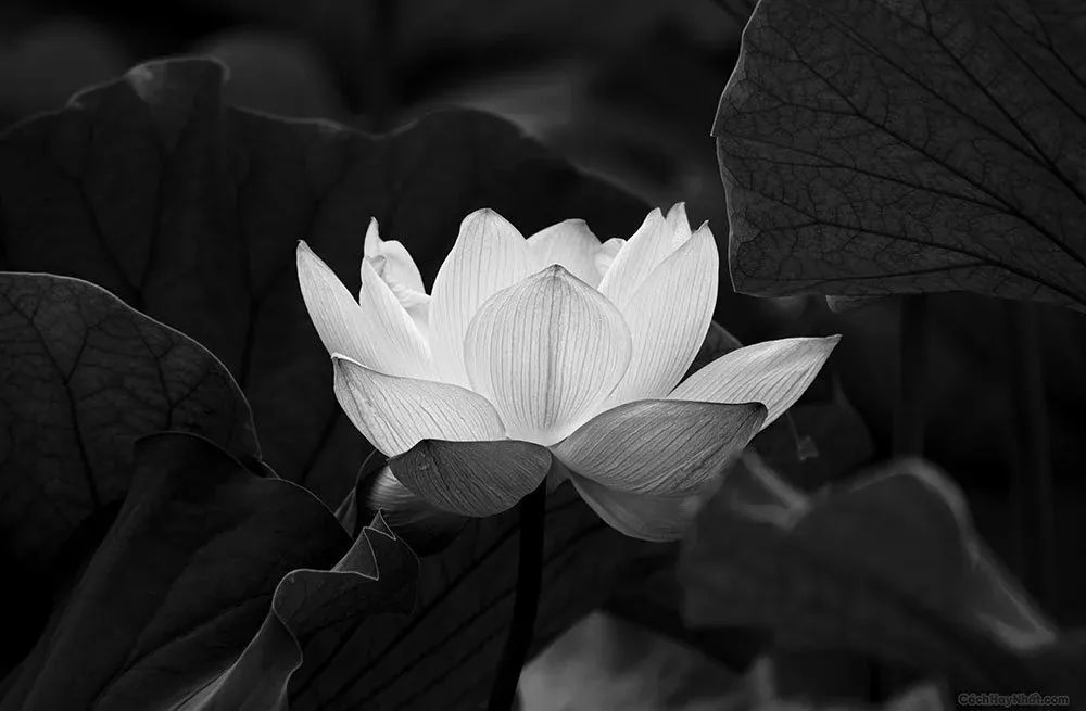 99+ avatar ảnh buồn đám tang trang nghiêm · ảnh 1