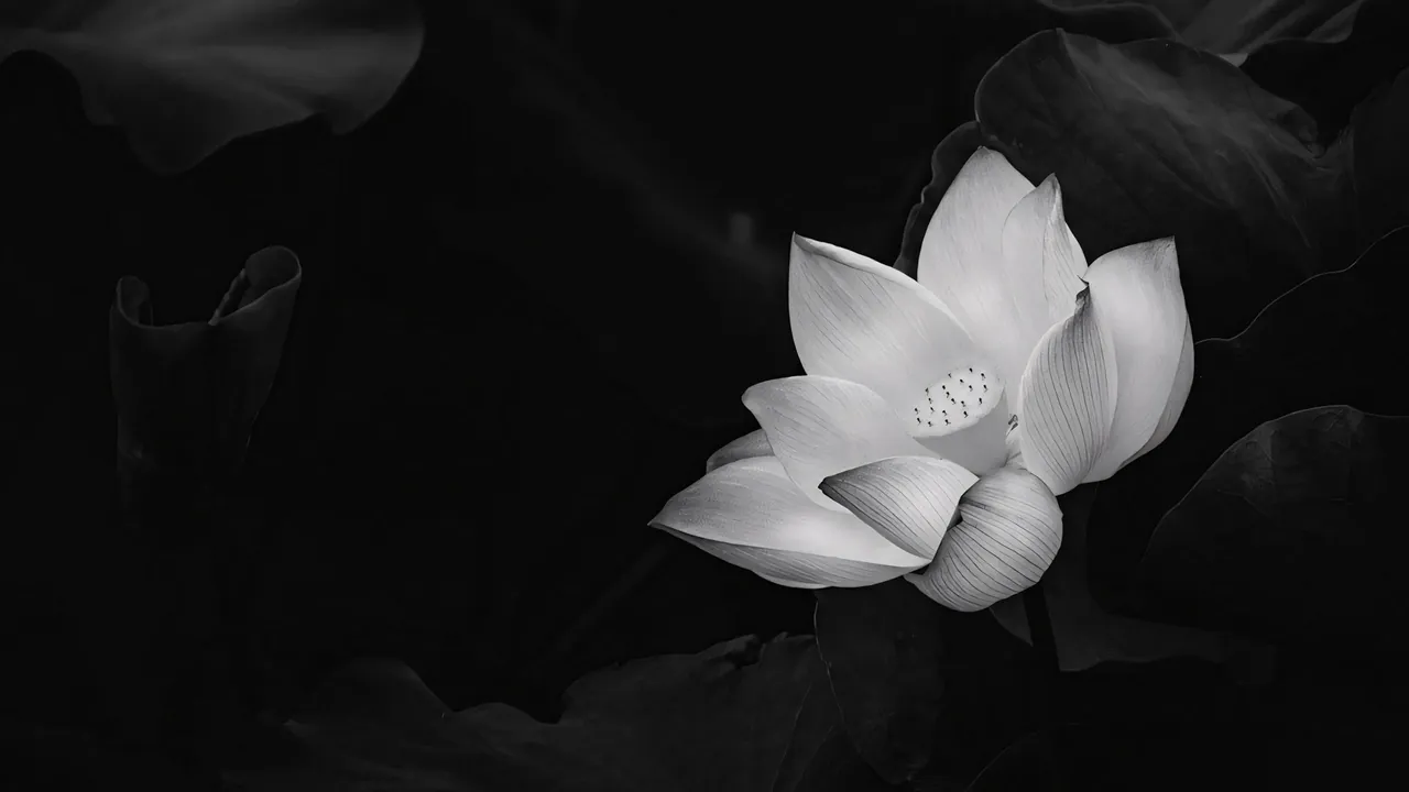 99+ avatar ảnh buồn đám tang trang nghiêm · ảnh 2