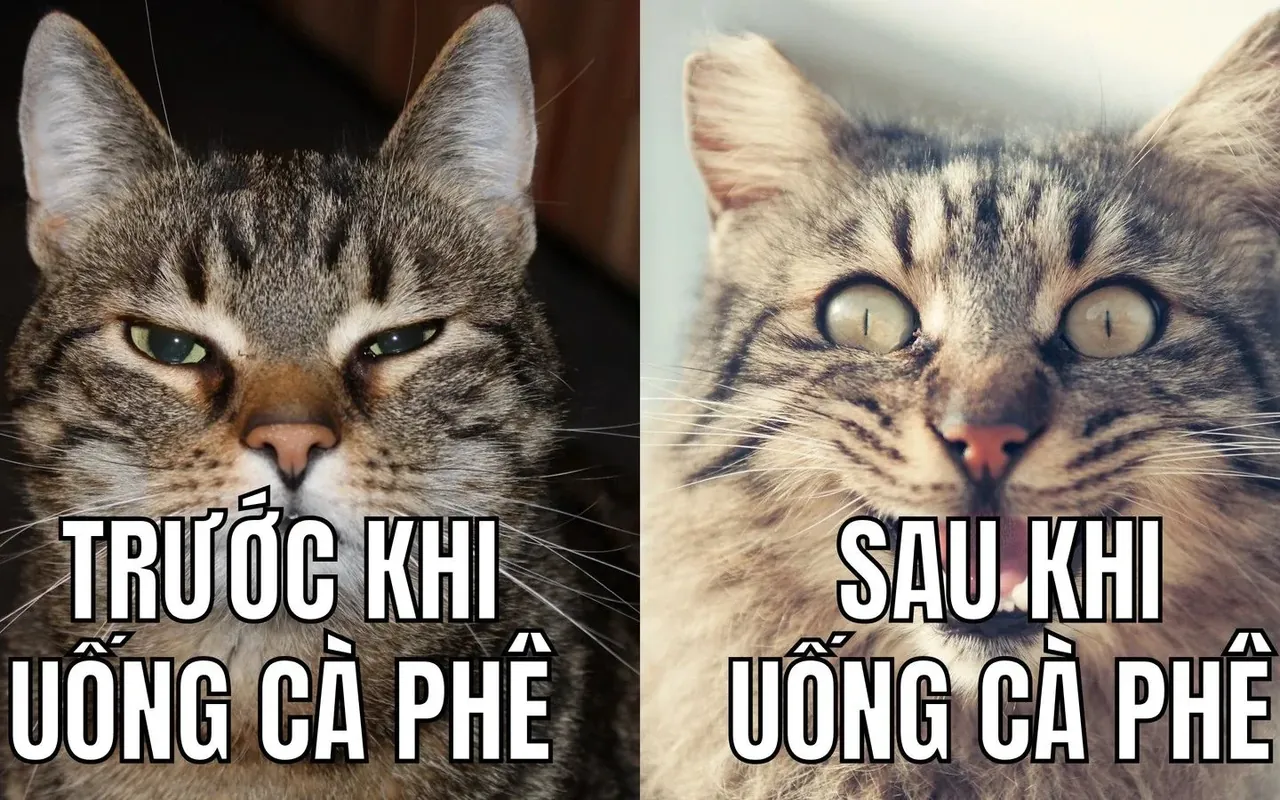 999+ ảnh meme hài hước tuyển chọn độc đáo nhất · ảnh 1