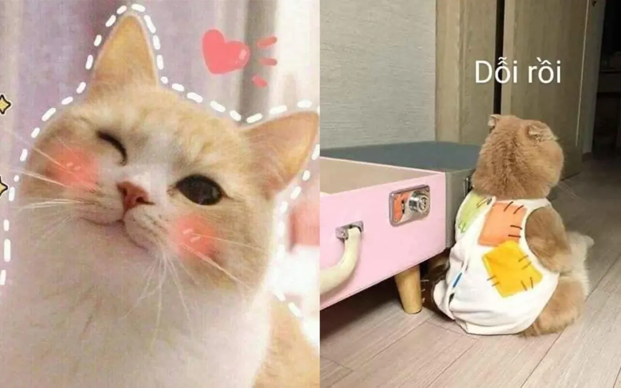 999+ ảnh meme hài hước tuyển chọn độc đáo nhất · ảnh 3