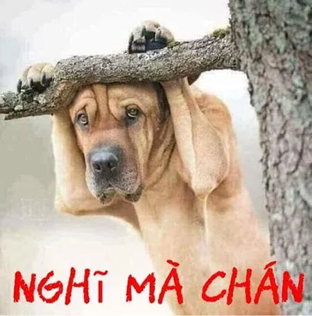 Tuyển tập 100+ ảnh chế hài hước vô cùng vui nhộn · ảnh 1