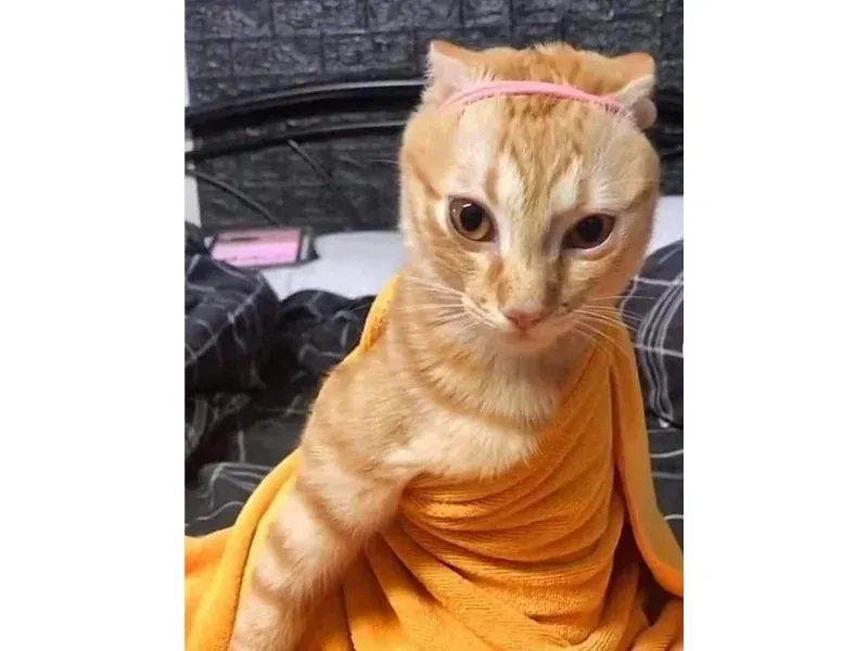 Tuyển tập 100+ ảnh chế mèo meme hài hước nhất · ảnh 2